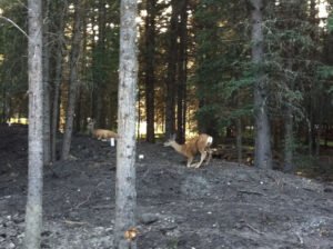 Waiparous Ghost Country Alberta